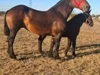 公马, Percheron — 照片 2