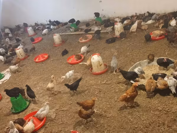 Chickens