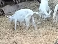 Kambing betina, Saanen goat — foto 8