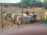 میش, White Suffolk sheep — عکس 1