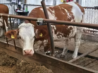 Toro, Simmental cattle — foto 4