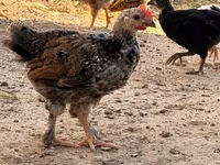 Chickens — foto 1