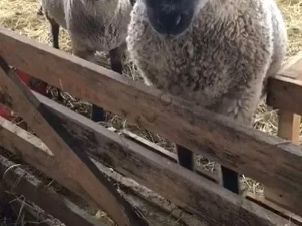 Sheep, Blackheaded Persian sheep — Russia