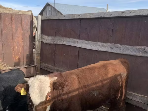 Cattle (batch, sex not specified), Hereford