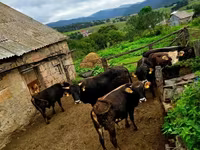 Vacă, Bovine — foto 3
