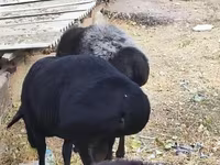 مینڈھا, Hissar sheep — تصویر 6