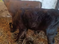 Toro, Simmental cattle — foto 3