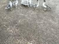 Ducks — photo 5