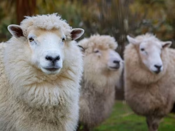Sheep, Sheep — Moldova