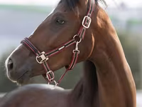 Iapă, Manipuri pony — foto 1