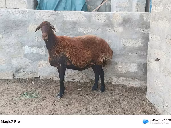 قوچ, گوسفند