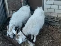 Chèvre, Saanen goat — photo 1