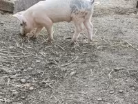 Babi hutan, Дюрок — foto 1