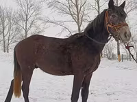 Kuda jantan, Horse breed — foto 1
