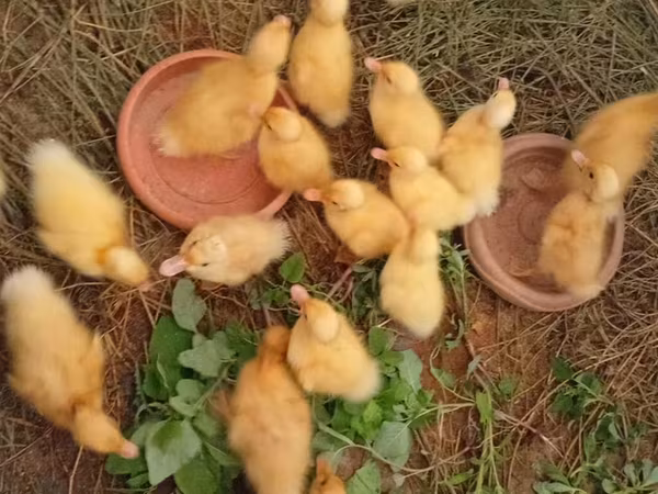 Ducks
