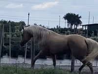 فرس, Quarter Horse — الصورة 8
