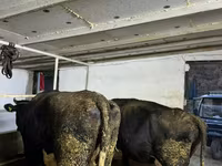 Ko, Russian Black pied cattle — foto 4