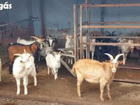 बकरियाँ (लॉट, लिंग निर्दिष्ट नहीं), बकरियाँ — फ़ोटो 2