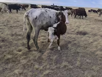 گاو ماده, Simmental cattle — عکس 7