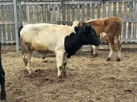 Toro, Mucca kazaka a testa bianca — foto 5