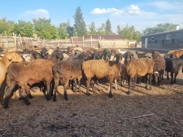 பெண் ஆடு, Hissar sheep