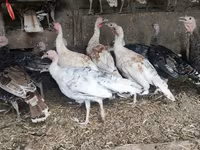 Turkeys — foto 4