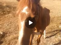 Cavallo, Cavalli — foto 4