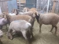 แกะตัวเมีย, Arashan sheep — รูปภาพ 5