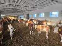 گاو نر, Simmental cattle — عکس 2