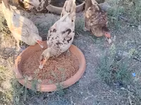 Chickens — foto 3