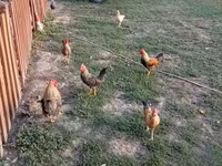 Chickens — 사진 1