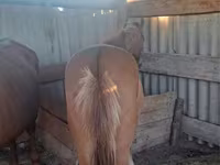 اسب نر, Kazakh horse — عکس 2