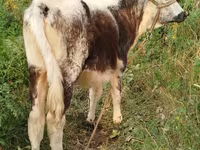 گاو ماده, Russian Black pied cattle — عکس 5