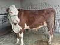 گاو نر, Simmental cattle — عکس 3