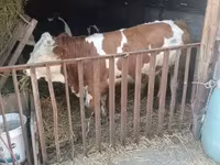 วัวตัวผู้, Simmental cattle — รูปภาพ 3