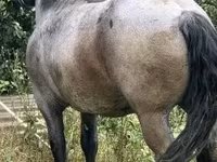 Kobyła, Hungarian horse breed — zdjęcie 4