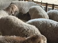 Baran, Rhon sheep — zdjęcie 6