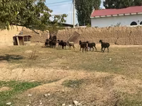 قوچ, گوسفند — عکس 3