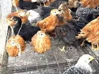 Chickens — zdjęcie 2