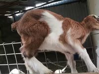 Koza, Nubian Goat — zdjęcie 5