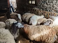 بھیڑ, بھیڑیں — تصویر 4