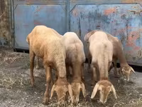 Oaie, Arashan sheep — foto 3