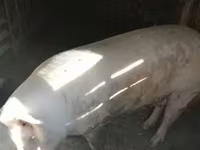 Eber, Schweine — Foto 3