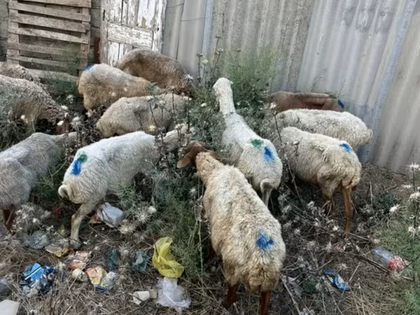 قوچ, گوسفند