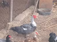 مسکوی خانگی — عکس 1