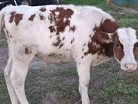 گاو نر, Simmental cattle — عکس 1