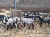 قوچ, Zwartbles sheep — عکس 1