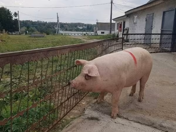 Babi betina, Крупная белая