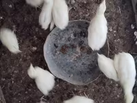 Turkeys — 사진 6