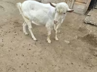 Taka, Saanen goat — 2-rasm